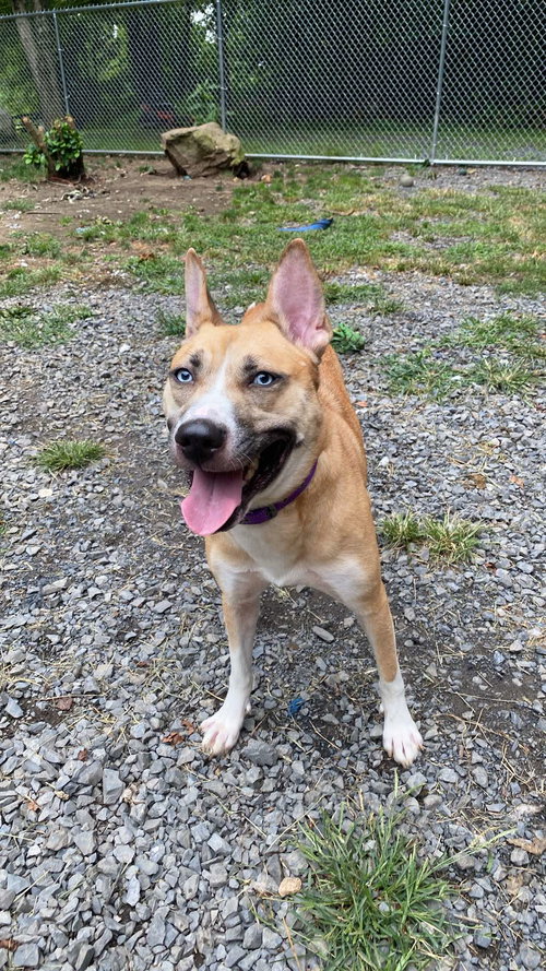 picture of the dog needing adoption
