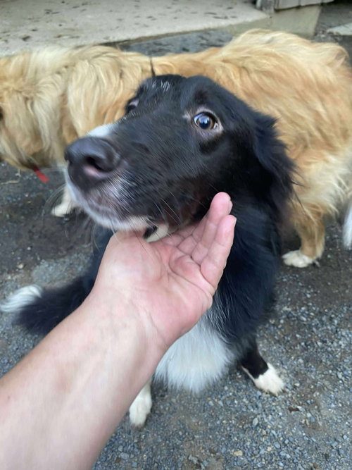 picture of the dog needing adoption