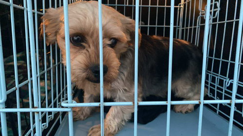 picture of the dog needing adoption