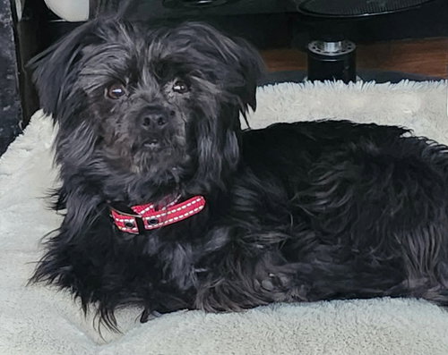 picture of the dog needing adoption