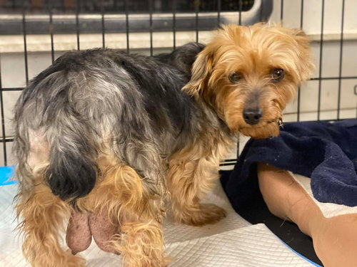 picture of the dog needing adoption