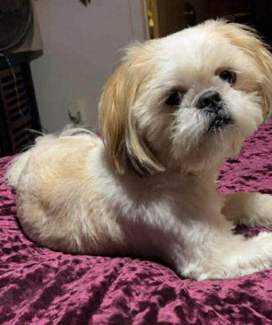 picture of the dog needing adoption