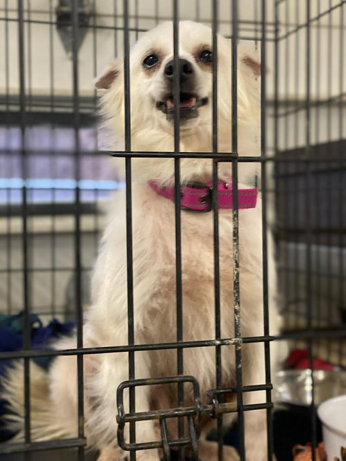 Tricky, an adoptable Spitz in Lewistown, PA