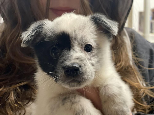 Mercy, an adoptable Spitz in Lewistown, PA