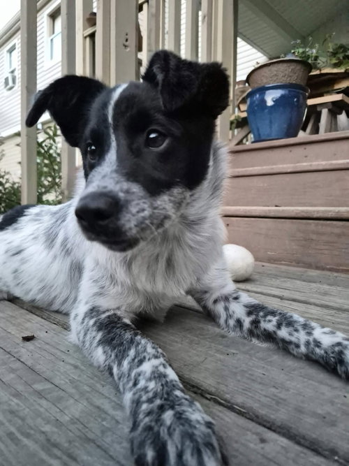 Percy, an adoptable Spitz in Lewistown, PA