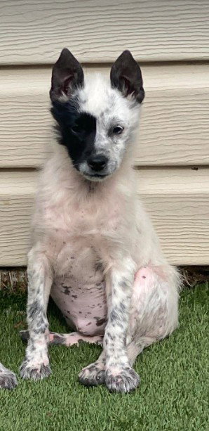 picture of the dog needing adoption