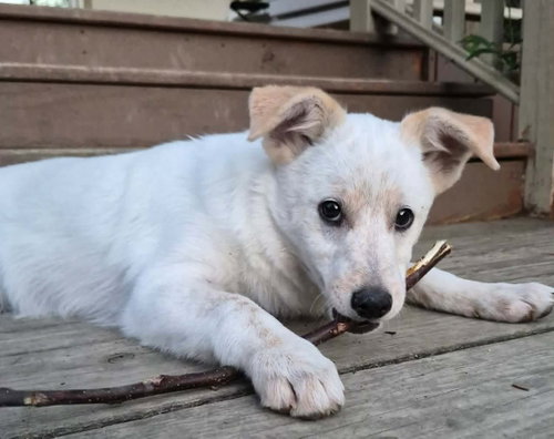 Lily, an adoptable Spitz in Lewistown, PA