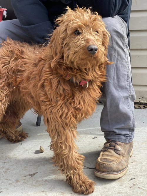 Patience, an adoptable Poodle in Lewistown, PA