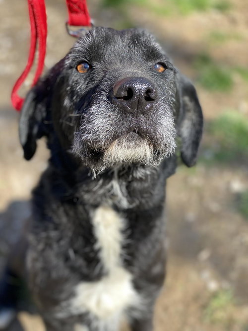 Midnight, an adoptable Labrador Retriever in Lewistown, PA