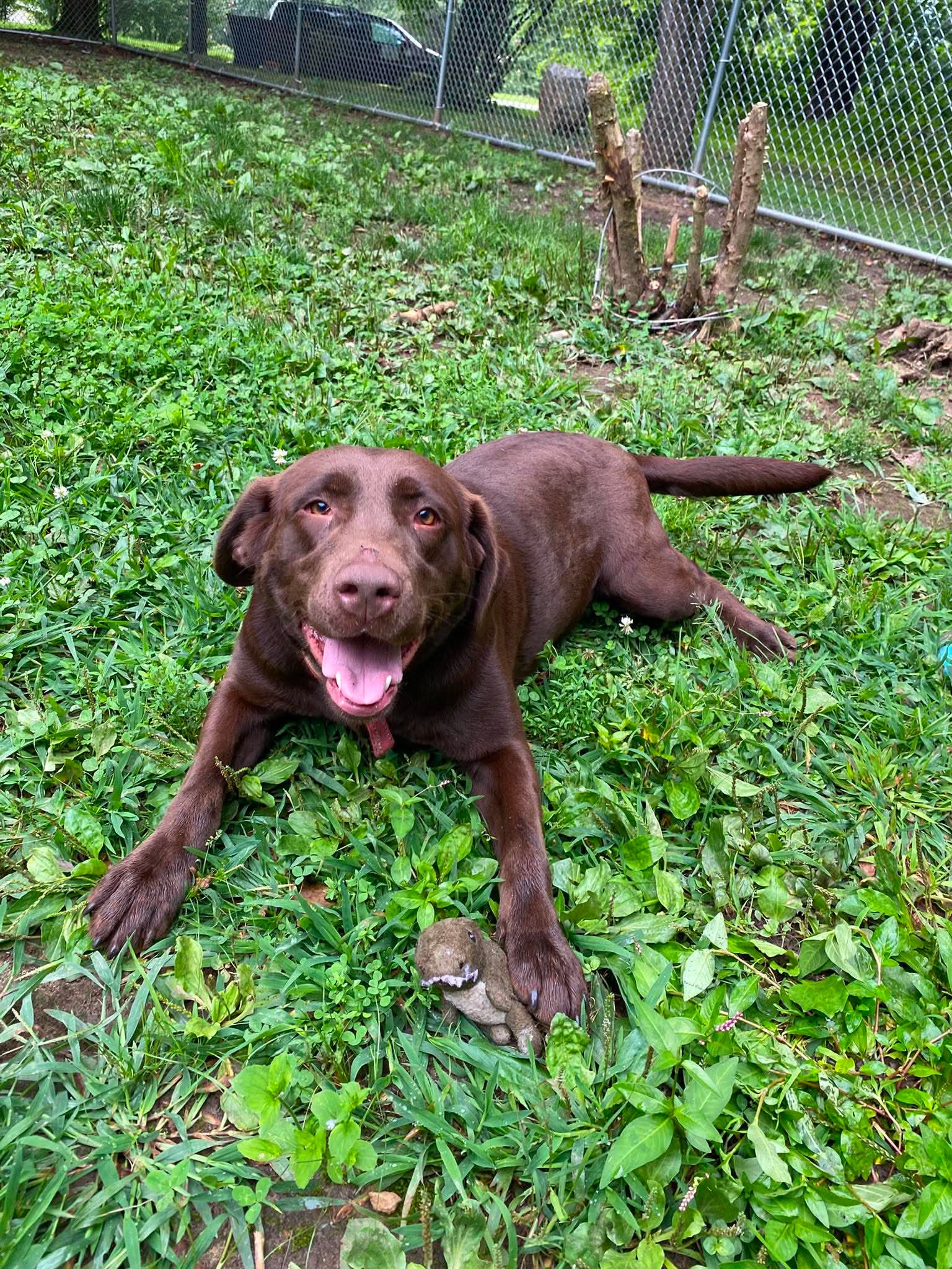 Stella - Labrador Retriever