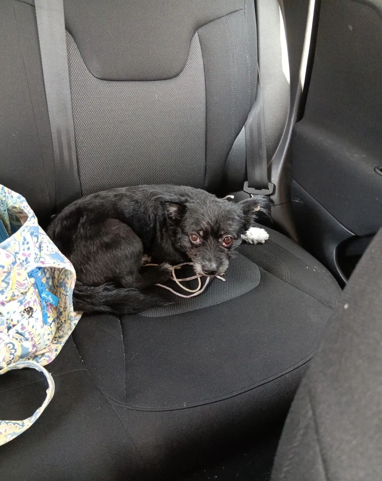 Oreo - Terrier
