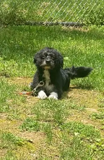Oreo image 3