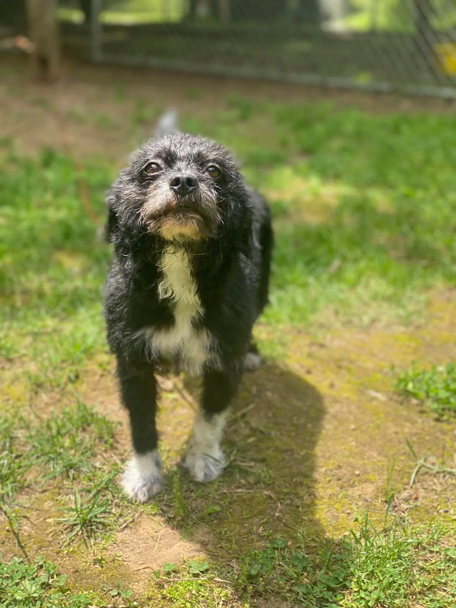 Oreo image 2