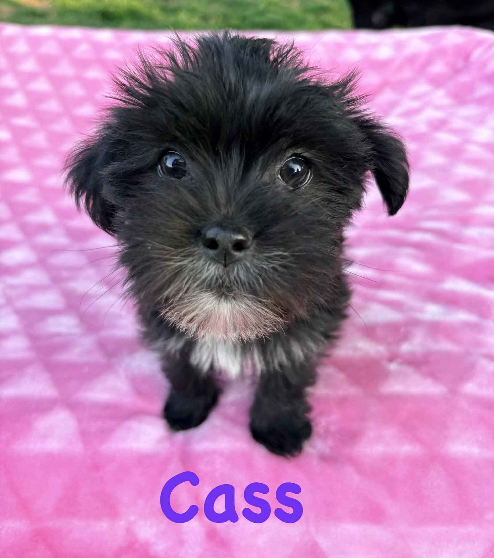 Cass