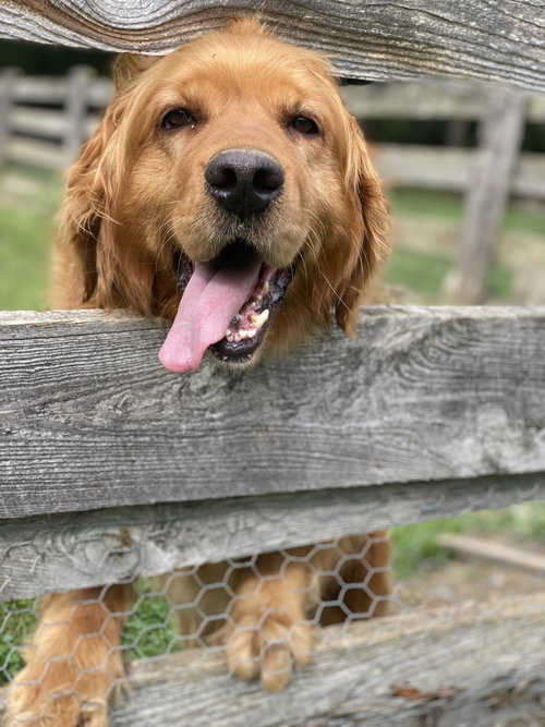 Mia, an adoptable Golden Retriever in Lewistown, PA