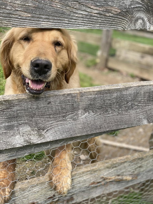 Maggie, an adoptable Golden Retriever in Lewistown, PA