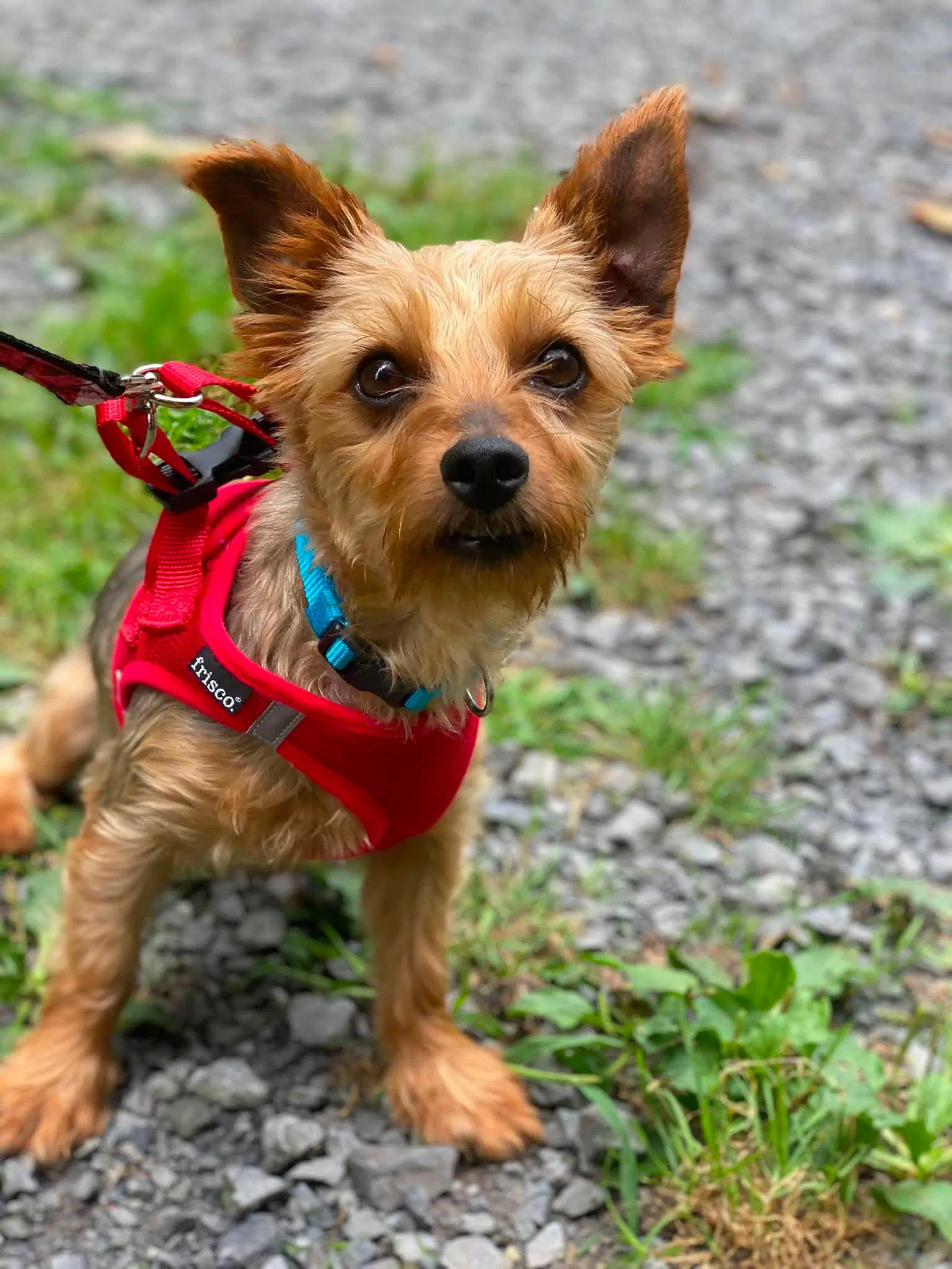 Cheryl - Yorkshire Terrier Yorkie
