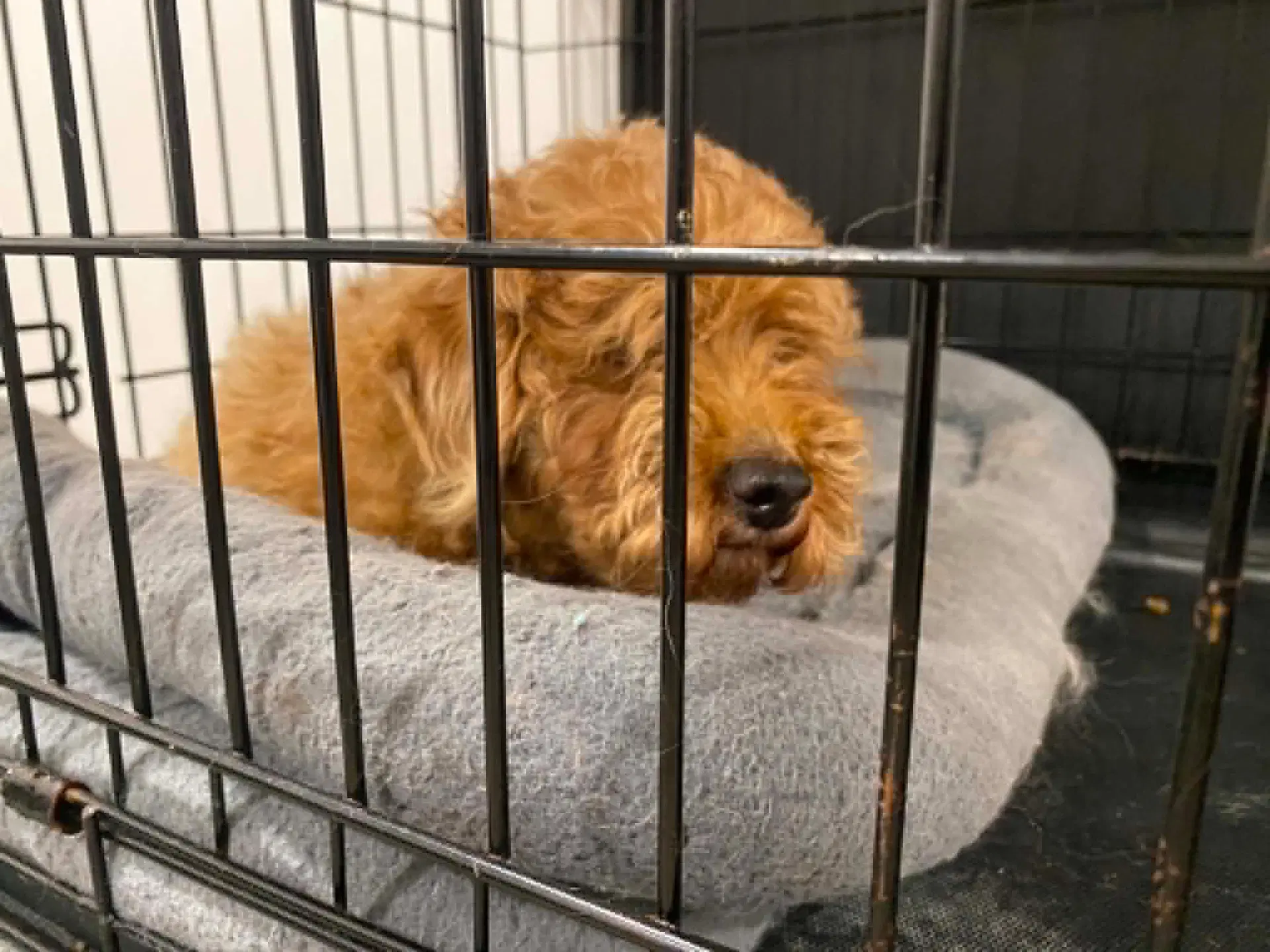 Baby - Poodle (Miniature)