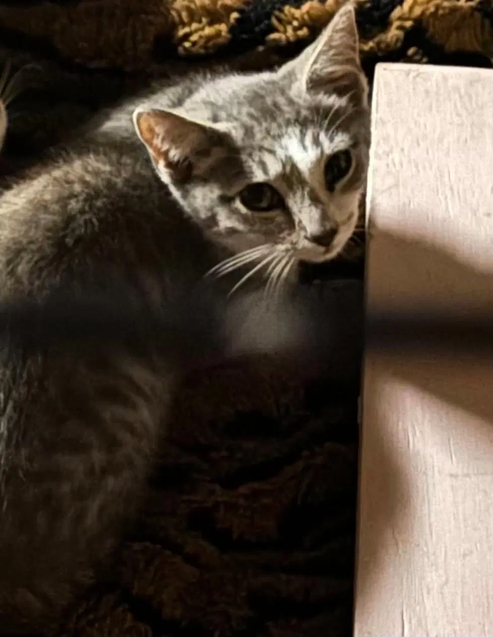 Thunder - Domestic Short Hair