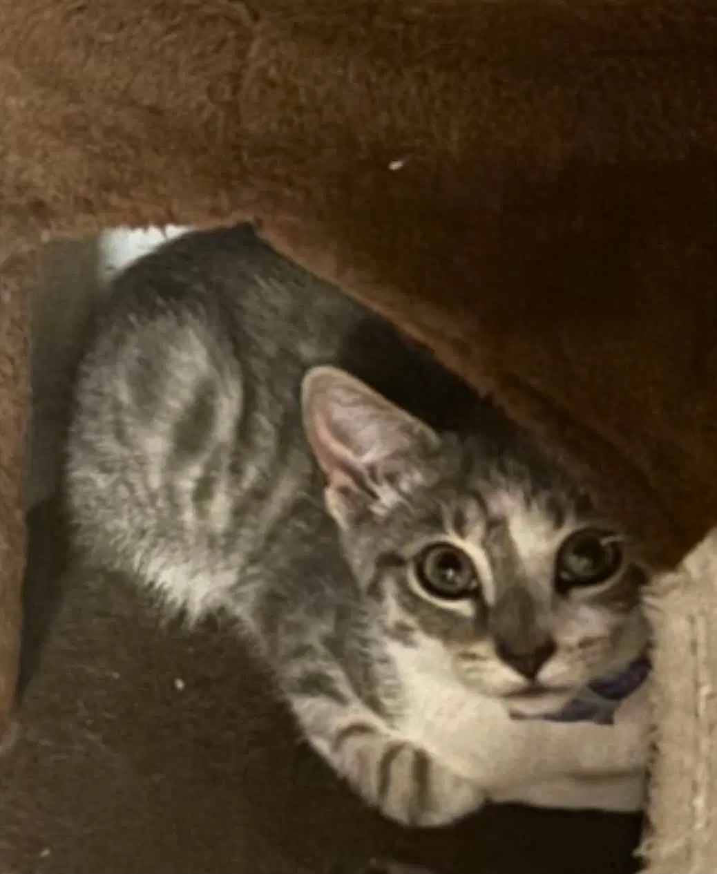 Thunder - Domestic Short Hair