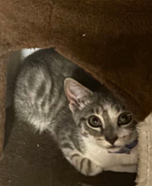 Thunder, a cat for adoption from One Dog at a Time ODAAT