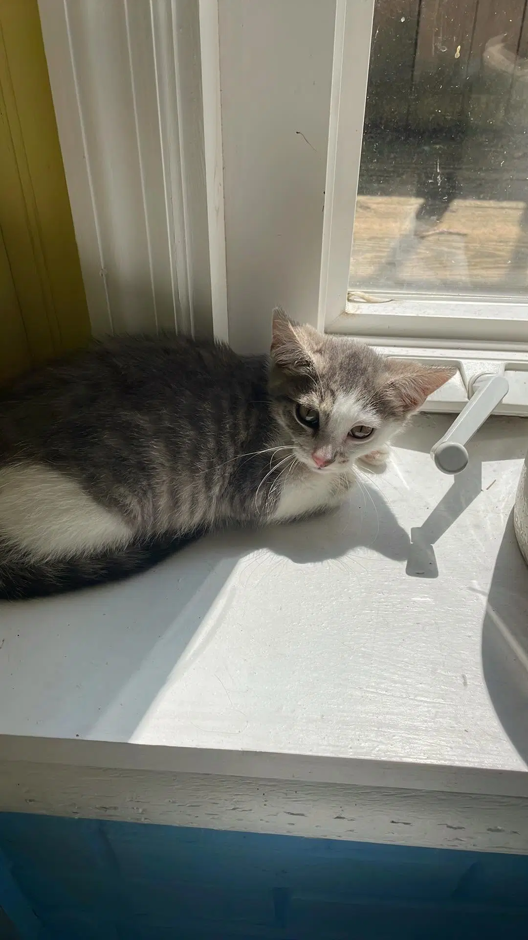 Rain - Domestic Short Hair