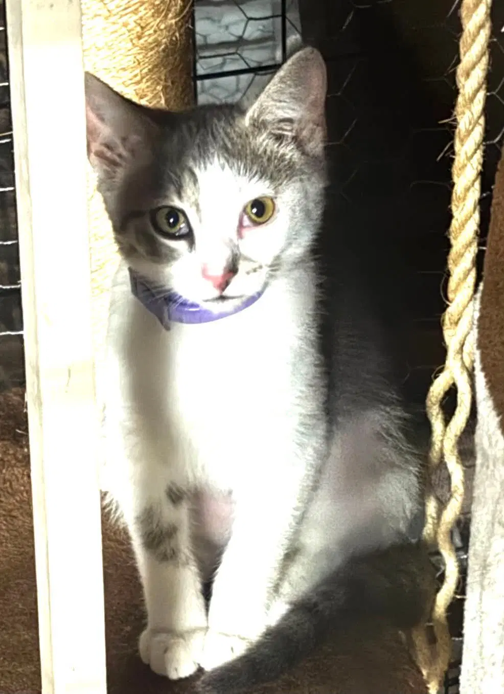 Rain - Domestic Short Hair