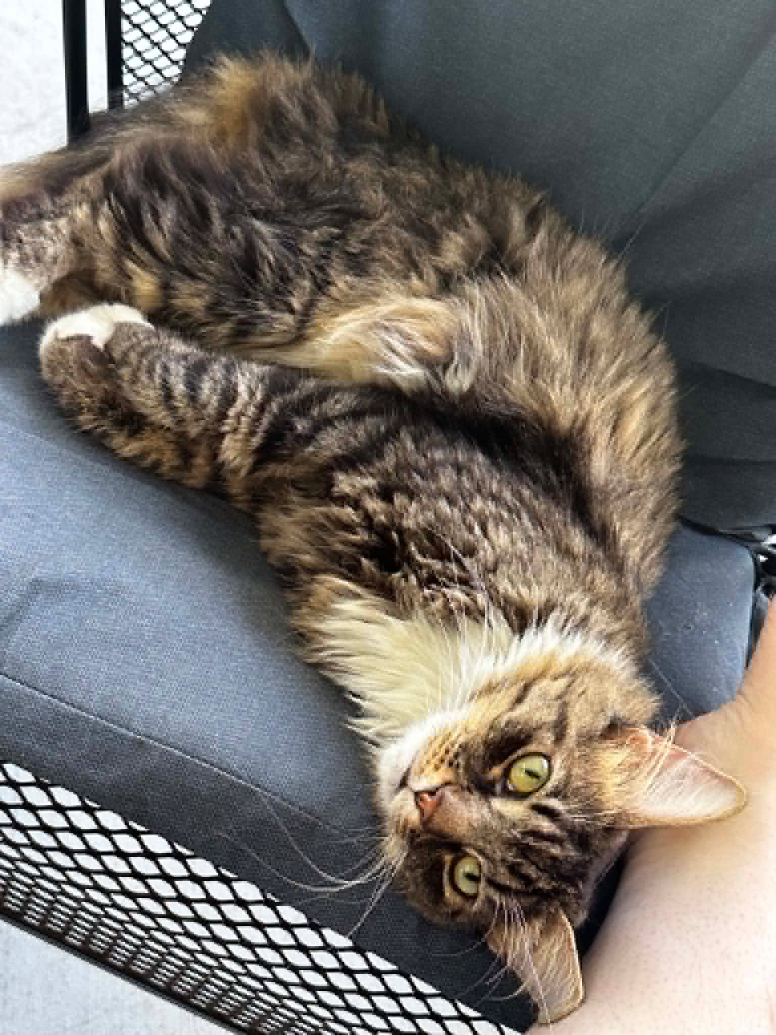 Charcoal - Maine Coon