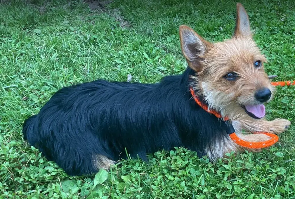 Clarabelle - Yorkshire Terrier Yorkie
