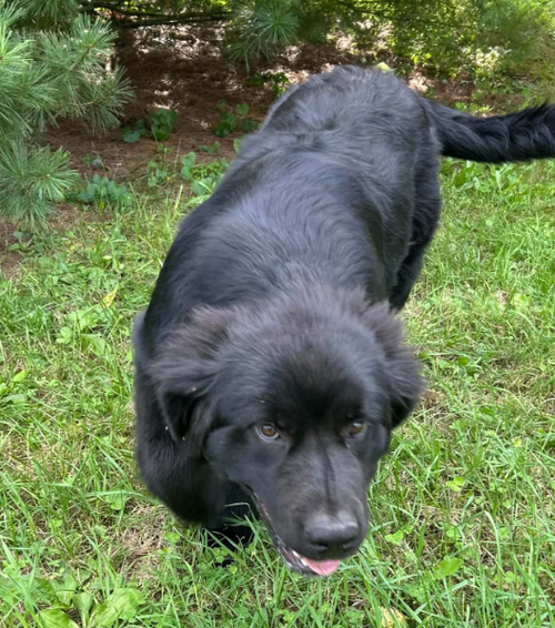 Poppy, an adoptable dog