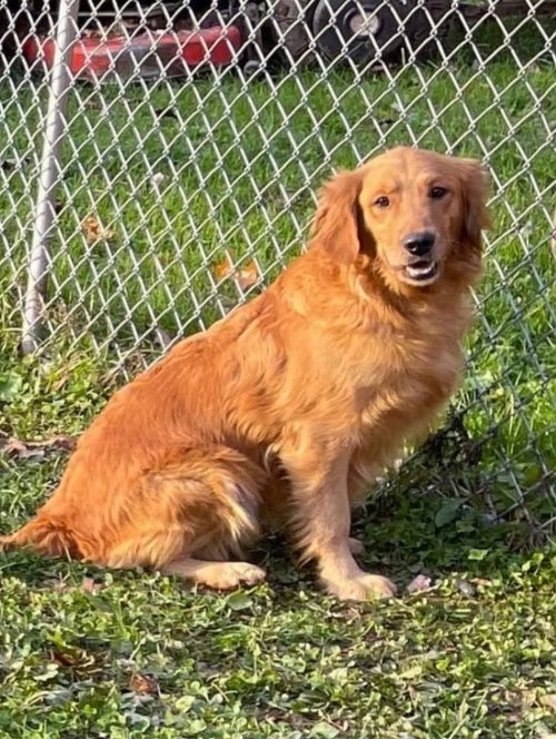 Elsa, an adoptable dog