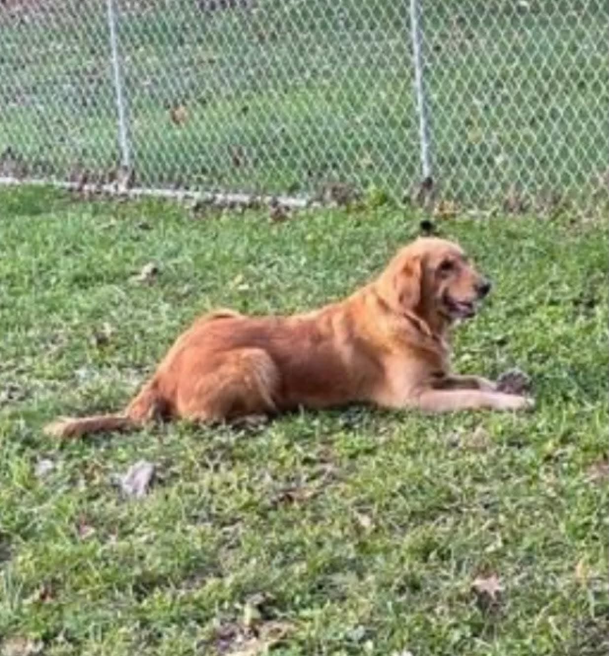 Belle, Golden Retriever