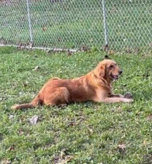 Belle, an adoptable dog