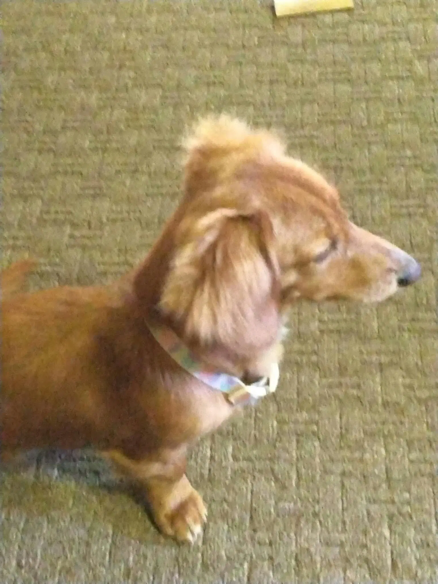 Willow - Dachshund