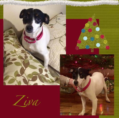 Ziva