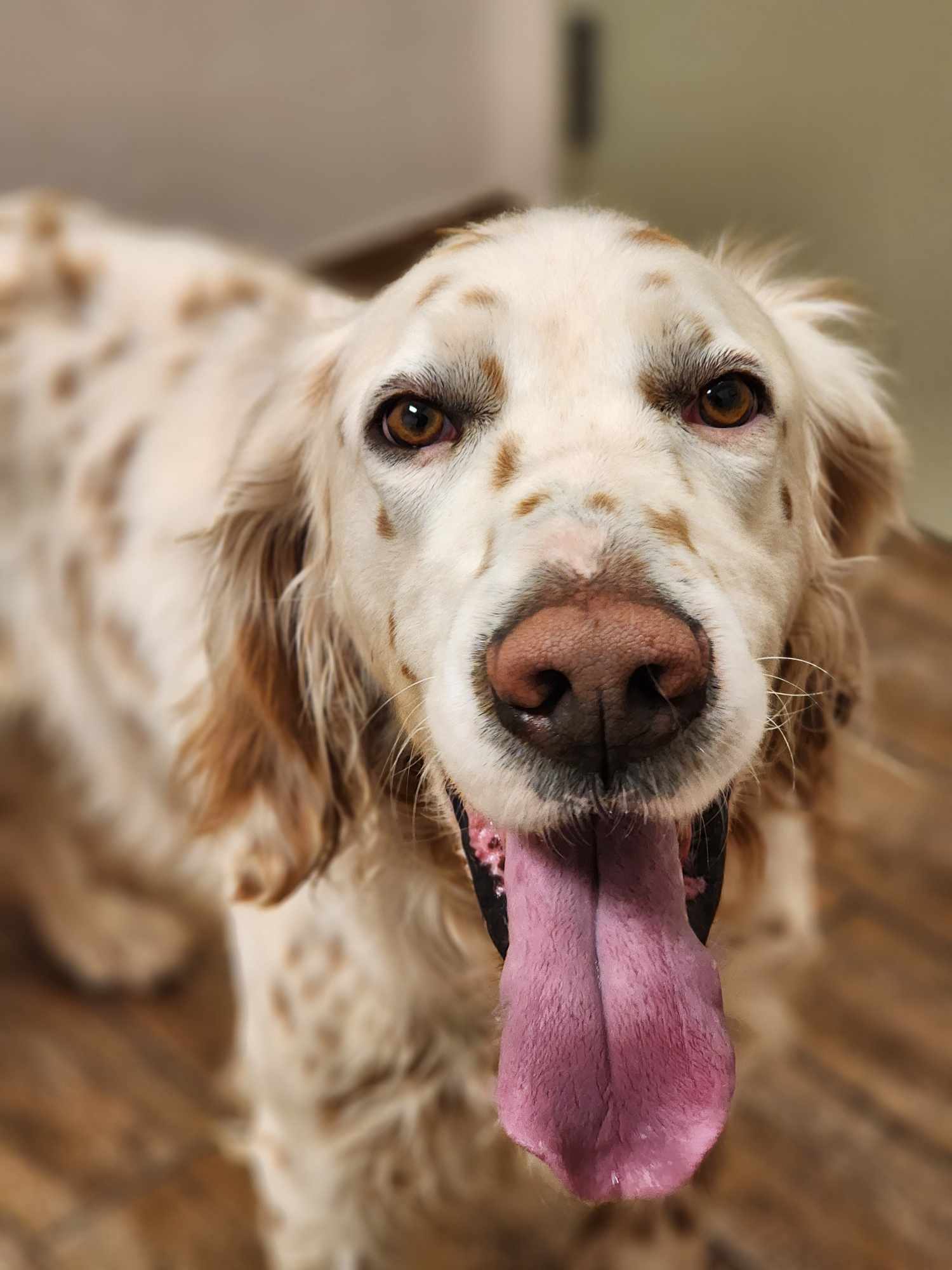 Augustus, English Setter