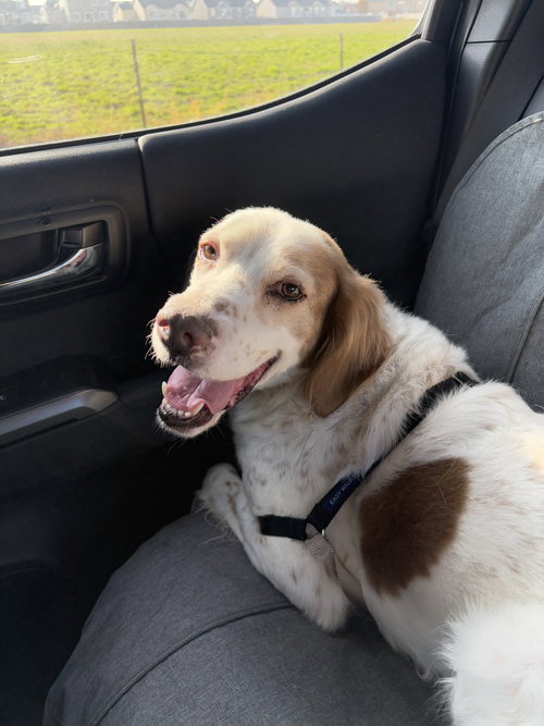 Sampson, an adoptable English Setter in Boerne, TX