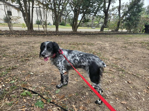 Bizzie, an adoptable English Setter in Boerne, TX
