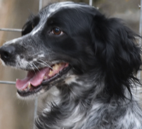 Bizzie photo 3