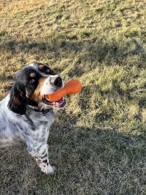 Taco Dogler, an adoptable English Setter in Boerne, TX