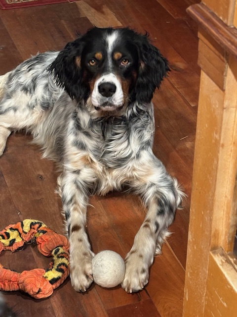 Taco Dogler photo 6