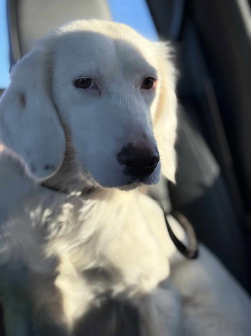 Sally, an adoptable English Setter in Boerne, TX