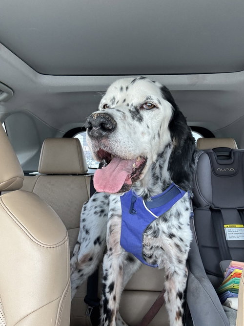 Gus, an adoptable English Setter in Boerne, TX