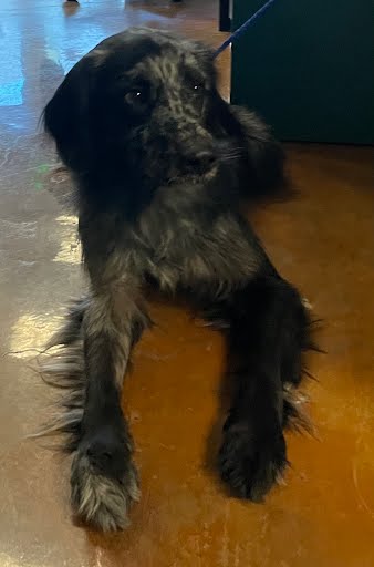 Blaze, English Setter