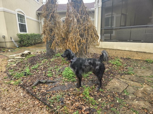 Photo 5 of Blaze