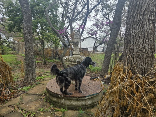 Photo 6 of Blaze