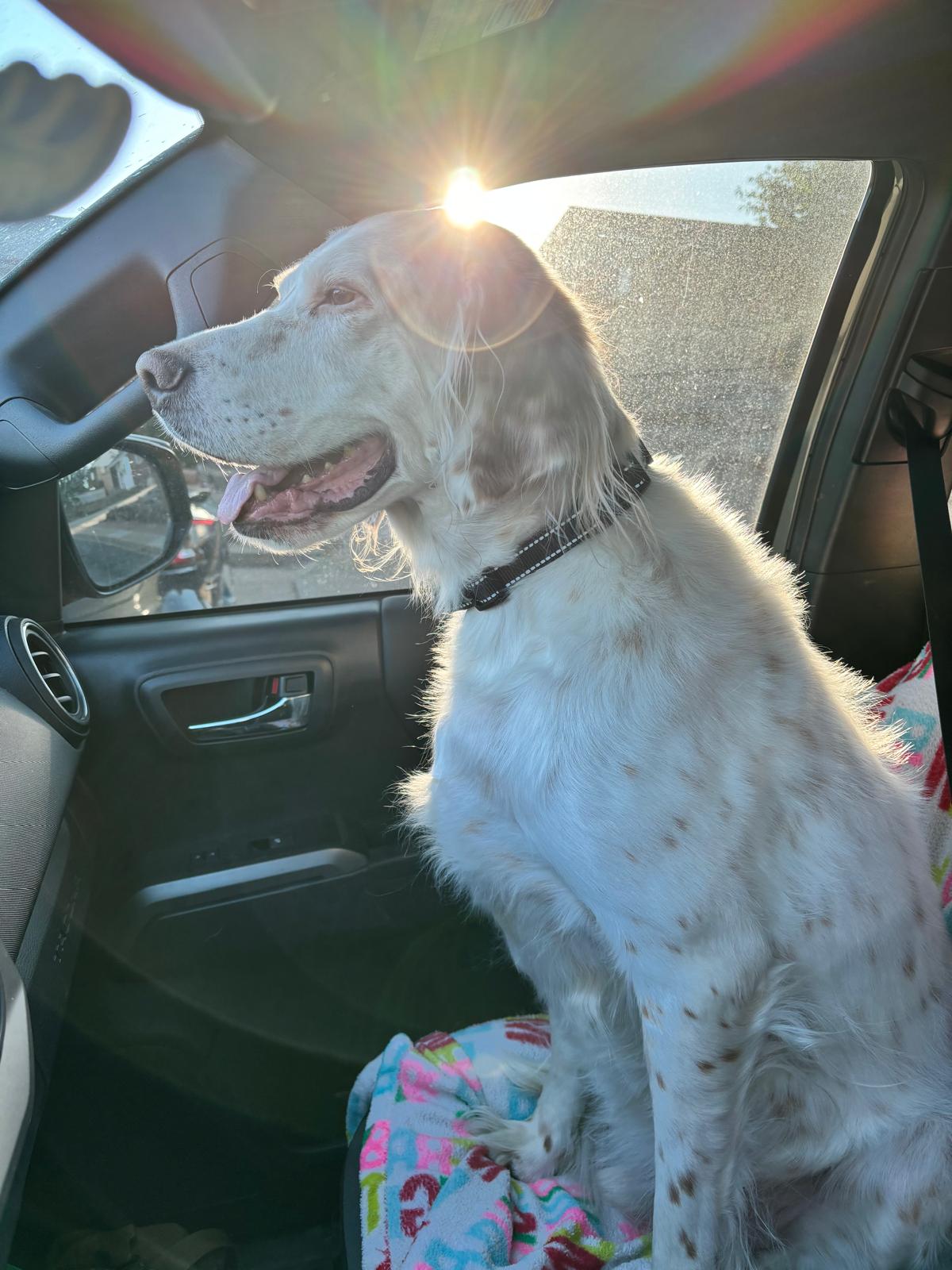 Han Solo, English Setter