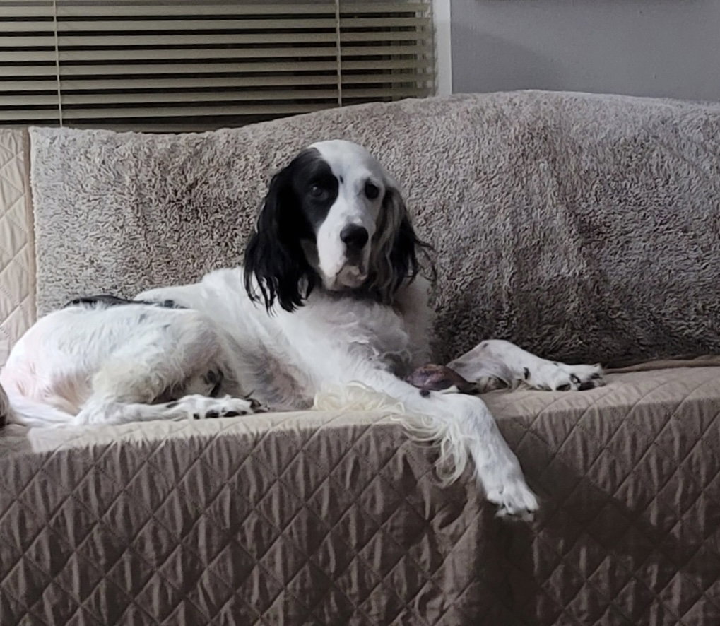 Sammy, English Setter