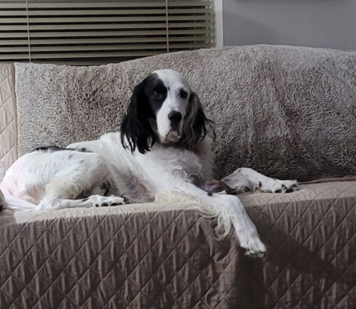 Sammy, a dog for adoption from Southwest English Setter Rescue