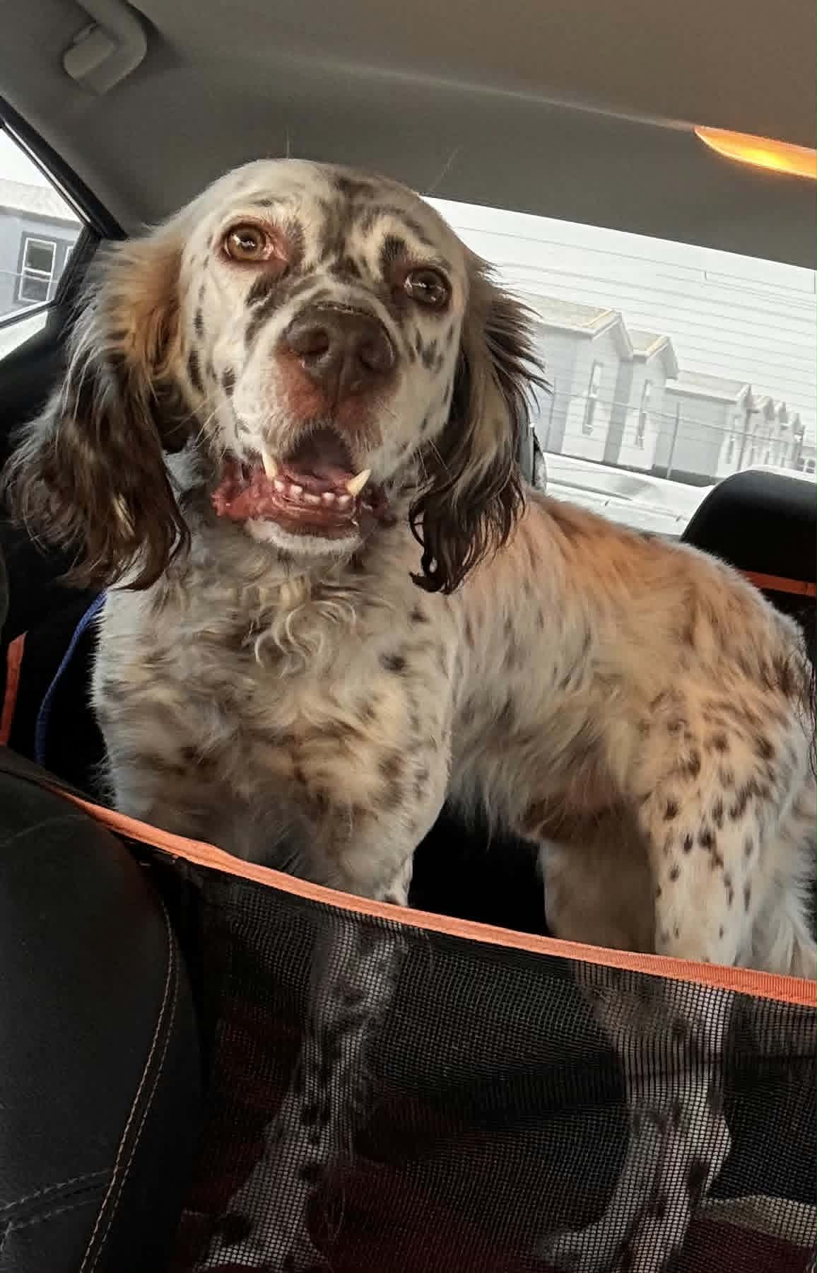 Lou, English Setter